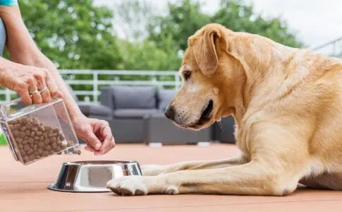 croquettes pour chien