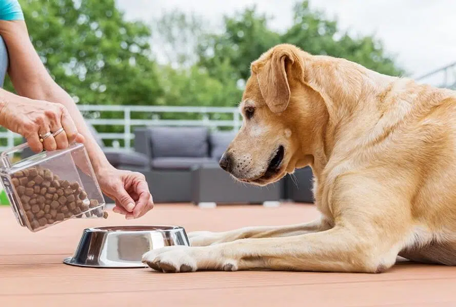 croquettes pour chien