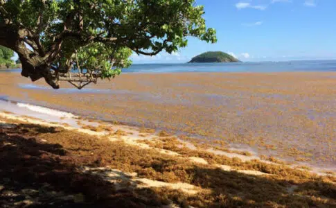 algues sargasses sur les côtes des caraïbes