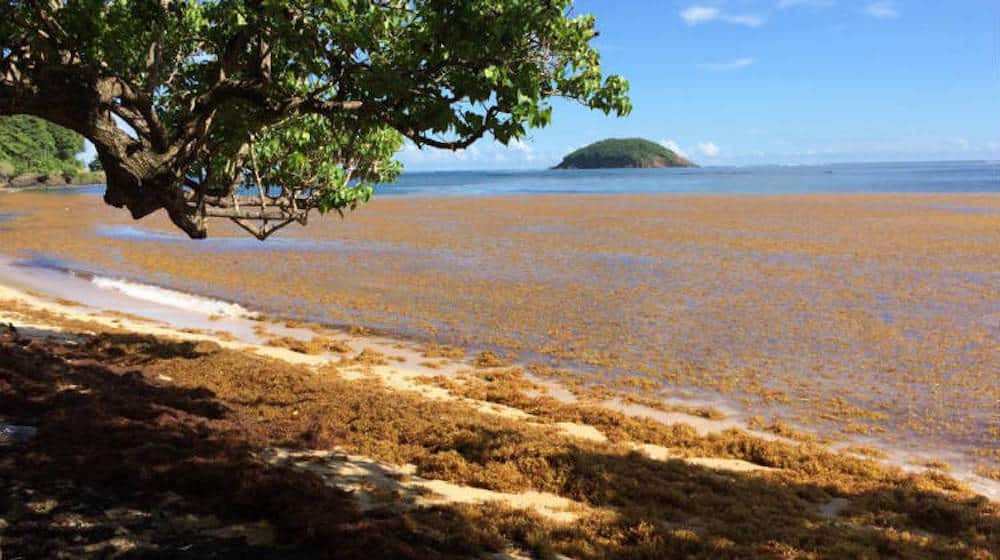 algues sargasses sur les côtes des caraïbes