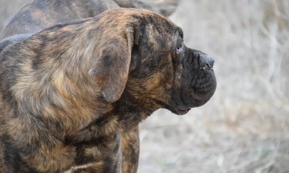 Un bon vieux cane corso en bonne santé