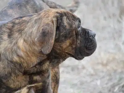 Un bon vieux cane corso en bonne santé