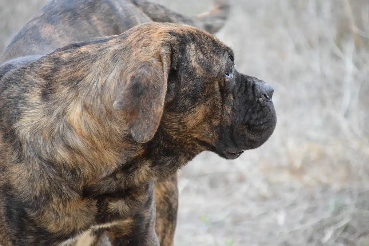 Un bon vieux cane corso en bonne santé