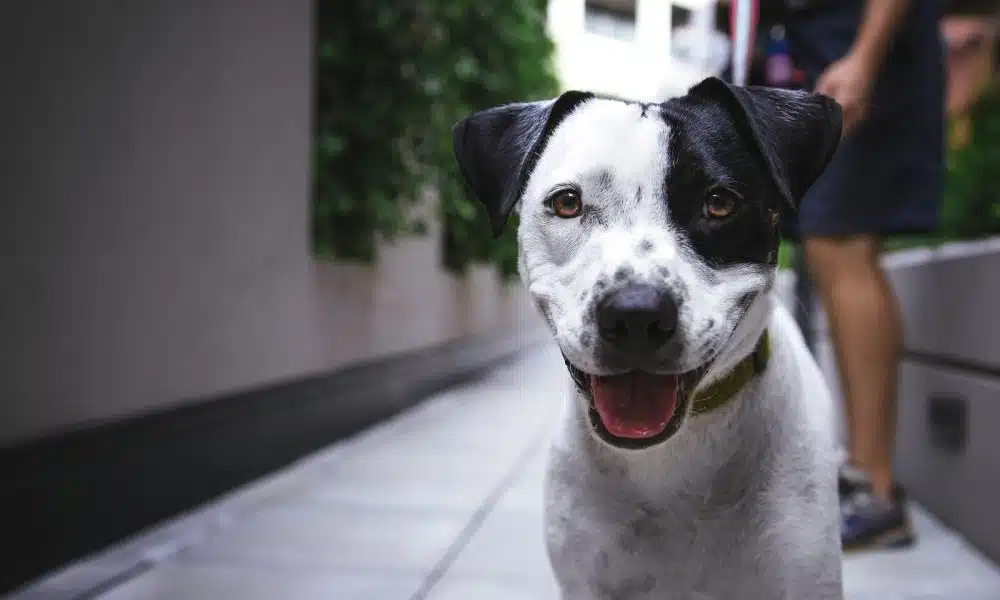 white and black American pit bull terrier at daytime