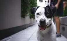 white and black American pit bull terrier at daytime