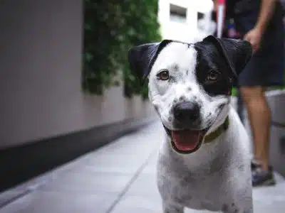 white and black American pit bull terrier at daytime