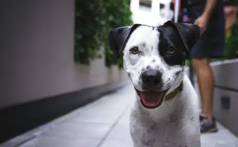 white and black American pit bull terrier at daytime