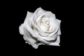 Une rose blanche